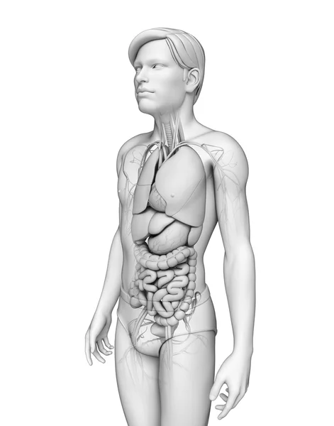 Digestive system of male anatomy — Stock Photo, Image
