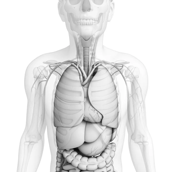 Erkek anatomisi, sindirim sistemi — Stok fotoğraf