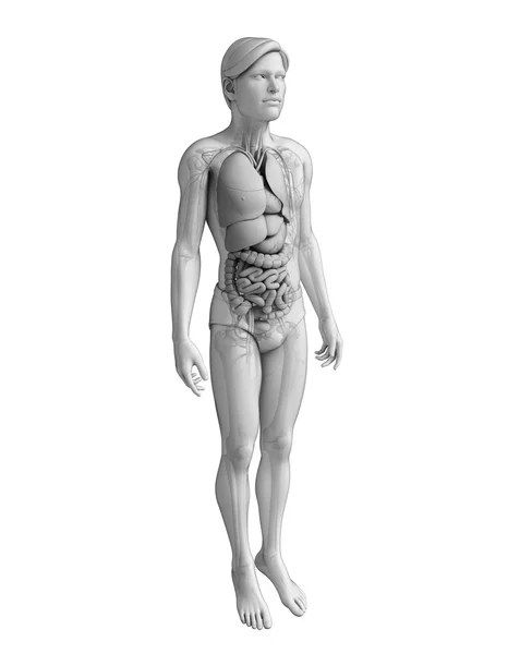 Spijsverteringsstelsel van de mannelijke anatomie — Stockfoto