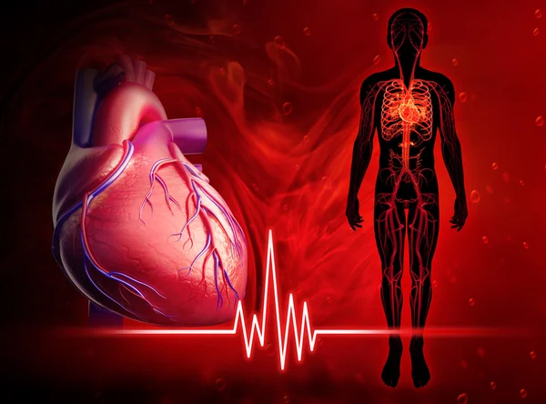 Diagrama do batimento cardíaco humano — Fotografia de Stock