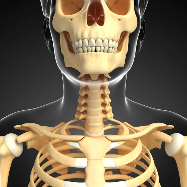 Halsen skelett konstverk — Stockfoto