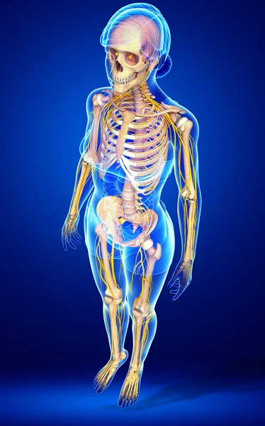 Human skeleton side view — Stock Photo, Image