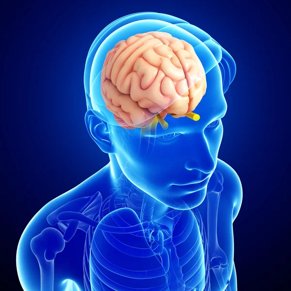 Human brain antomy — Stock Photo, Image