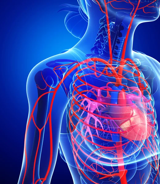 Female heart arteries — Stock Photo, Image