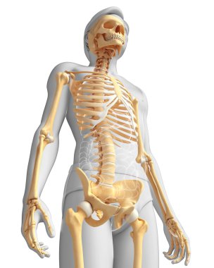 İnsan iskeleti yan görünümü