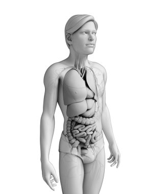 erkek anatomisi, sindirim sistemi
