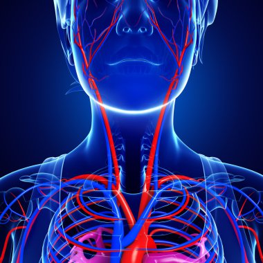 İnsan boyun dolaşım sistemi