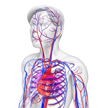 Male heart circulatory system clipart