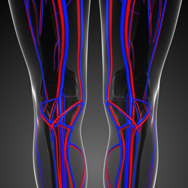 Knee circulatory system clipart