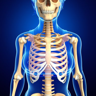 insan Önden Görünüm iskelet