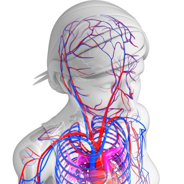 Beyin dolaşım sistemi