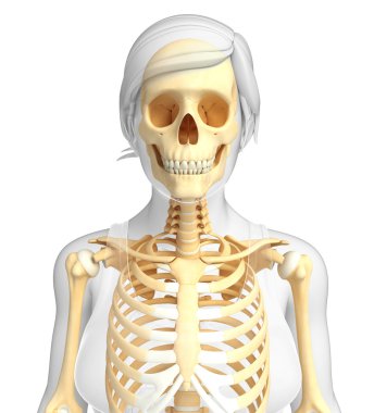 İnsan iskeleti anatomisi