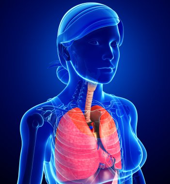 kadın solunum sistemi