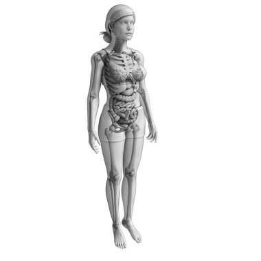 kadın sindirim sistemi resmi