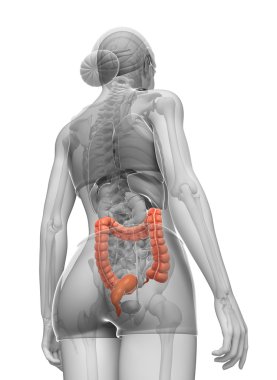 kadın kalın bağırsak anatomisi