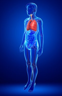 erkek akciğerler anatomi