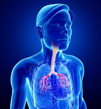 erkek boğaz anatomisi