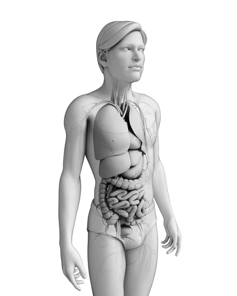 Spijsverteringsstelsel van de mannelijke anatomie — Stockfoto