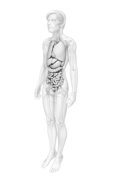 Digestive system of male anatomy — Stock Photo, Image