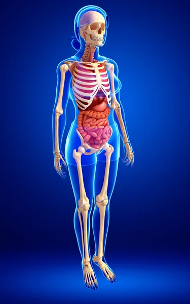 Female skeleton and digestive system — Stock Photo, Image