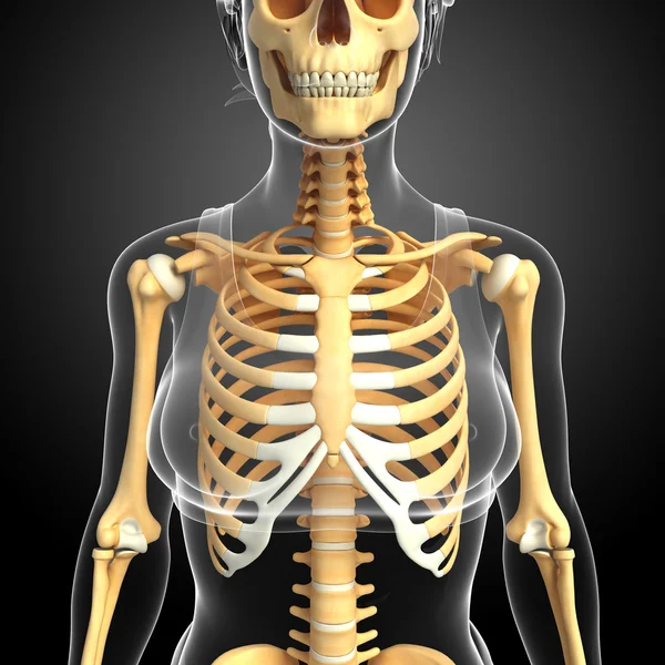 Human front view skeleton — Stock Photo, Image