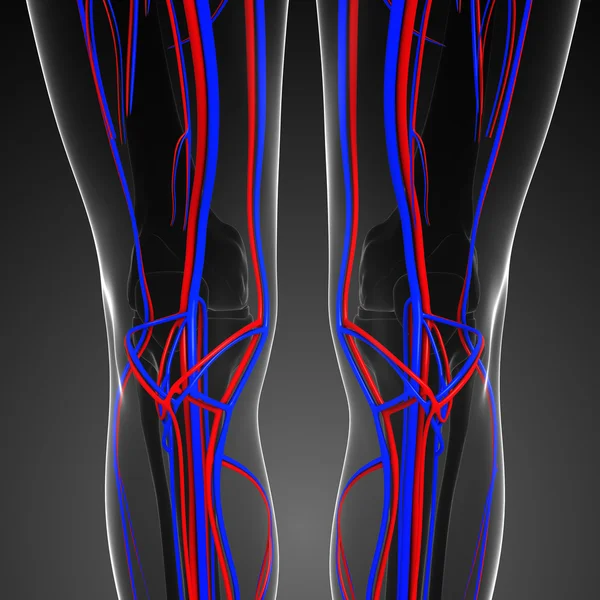 膝关节循环系统 — 图库照片