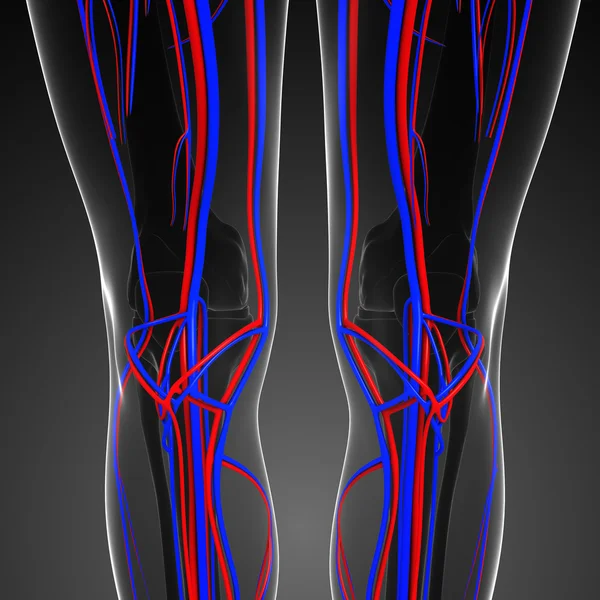 Térd keringési rendszer — Stock Fotó