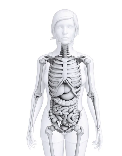 Verdauungssystem der weiblichen Anatomie — Stockfoto