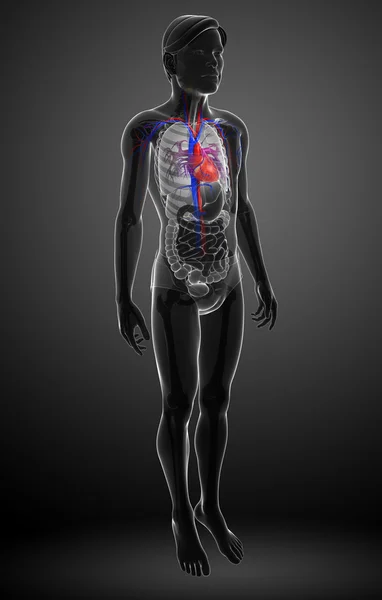 Anatomia del cuore maschile — Foto Stock