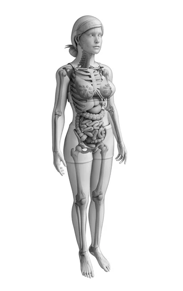 Apparato digerente di anatomia femminile — Foto Stock