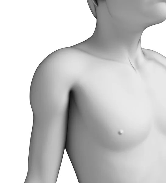 Erkek göğüs anatomi sanat — Stok fotoğraf