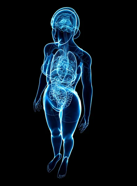 Vrouwelijke x-ray spijsverterings- en zenuwstelsel illustraties — Stockfoto