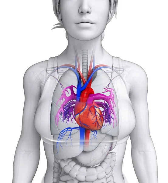 Female heart anatomy — Stock Photo, Image