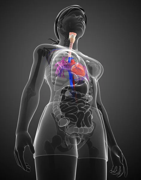 Женская анатомия сердца — стоковое фото