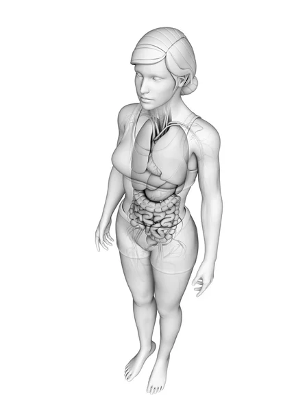 Sindirim sistemi kadın anatomi — Stok fotoğraf