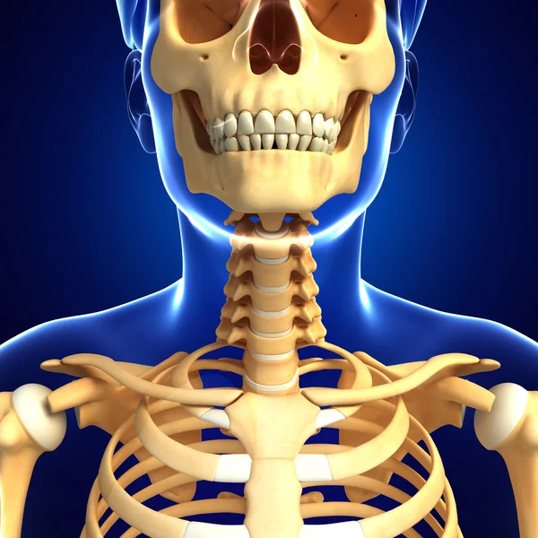 颈部骨架图稿 — 图库照片