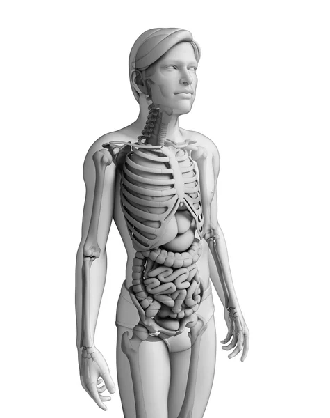 Spijsverteringsstelsel van de mannelijke anatomie — Stockfoto