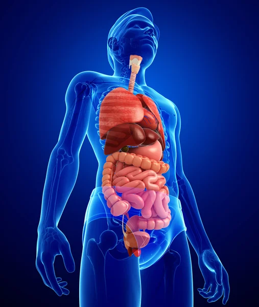 Digestive system of male body — Stock Photo, Image