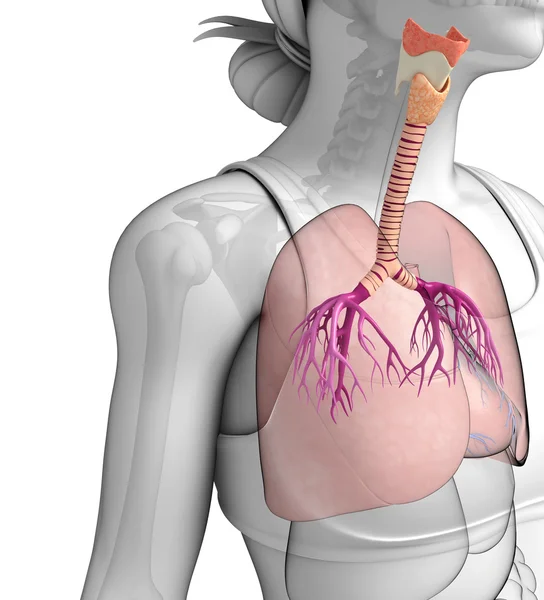 Male lungs anatomy — Stock Photo, Image