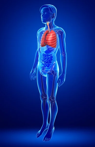 Anatomia polmonare maschile — Foto Stock