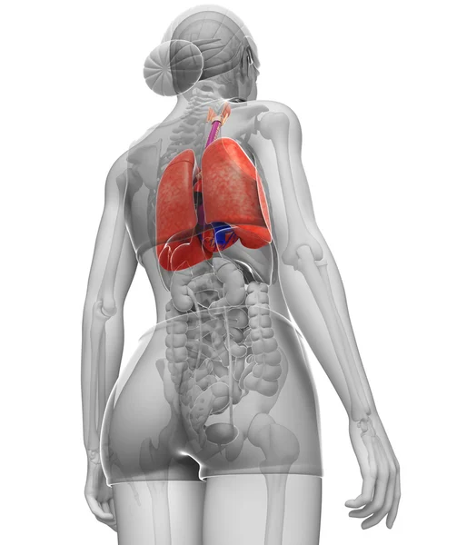 Vrouwelijke longen anatomie — Stockfoto