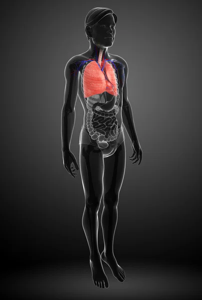 Anatomia polmonare maschile — Foto Stock