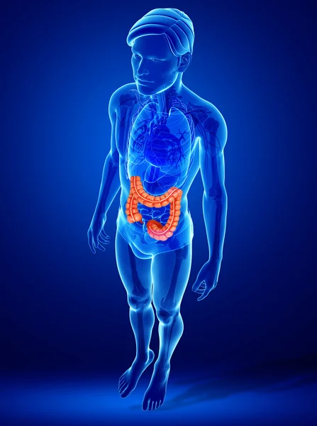 Anatomia do intestino grosso — Fotografia de Stock