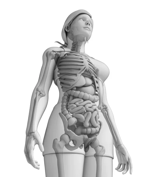 Spijsverteringsstelsel van vrouwelijke anatomie — Stockfoto