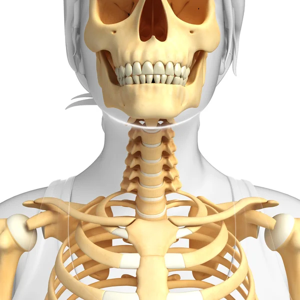 Скелет ілюстрації шиї — стокове фото