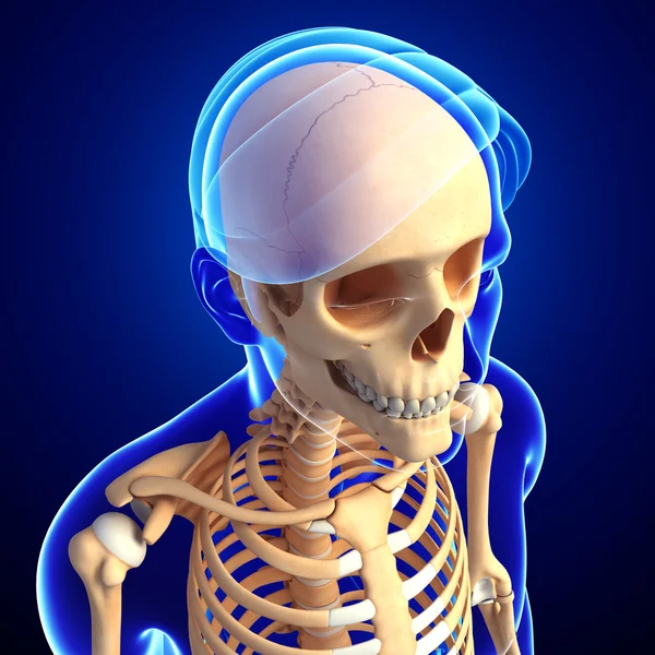 Human head skeleton artwork — Stock Photo, Image