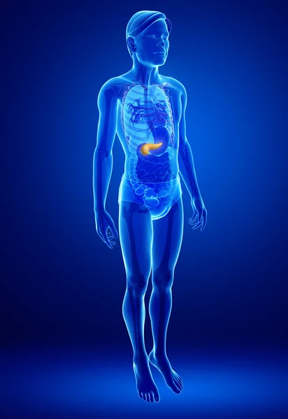 Anatomie der männlichen Bauchspeicheldrüse — Stockfoto