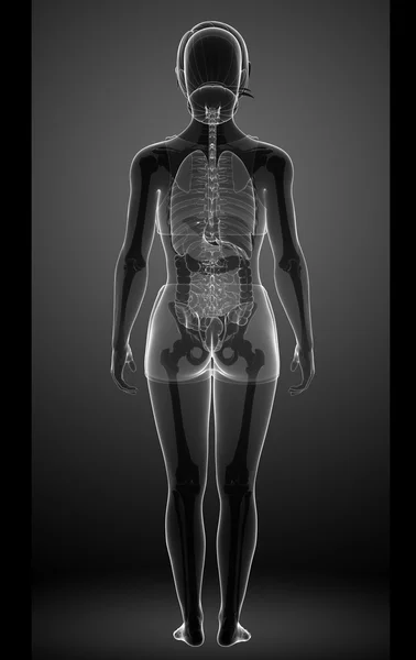 Female xray digestive system — Stock Photo, Image