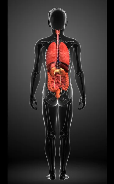 Verdauungssystem des männlichen Körpers — Stockfoto