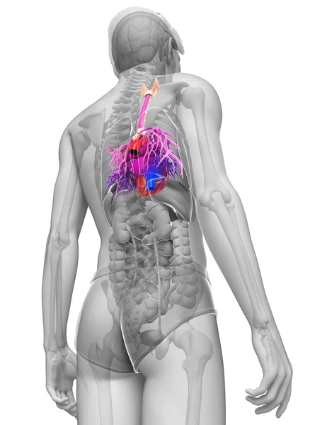 Erkek kalp anatomisi — Stok fotoğraf